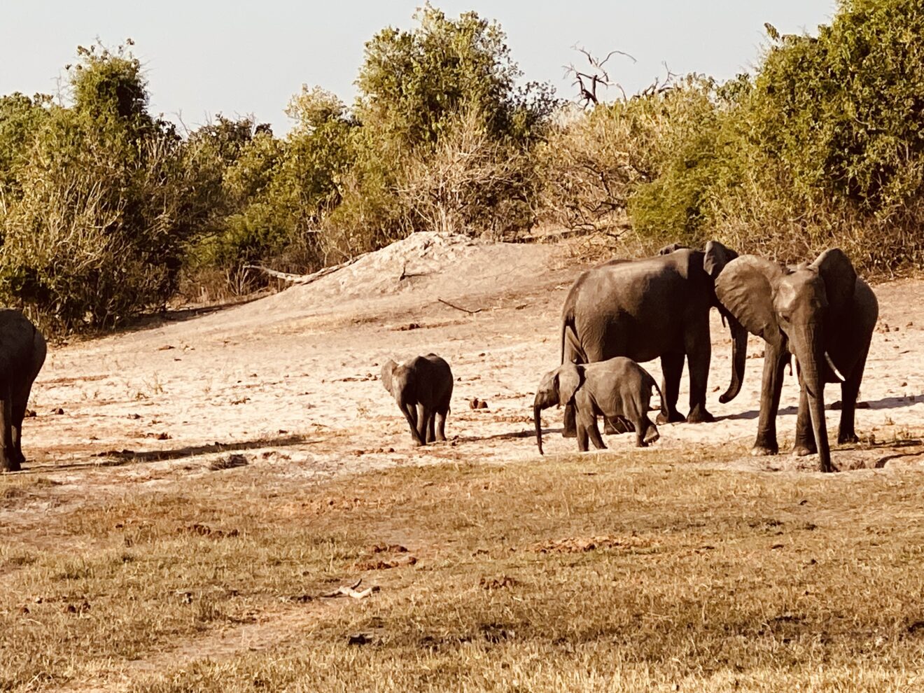 Elefanten mit zwei Jungtieren auf sandigem Boden vor dichtem Buschland im Bwabwata-Nationalpark