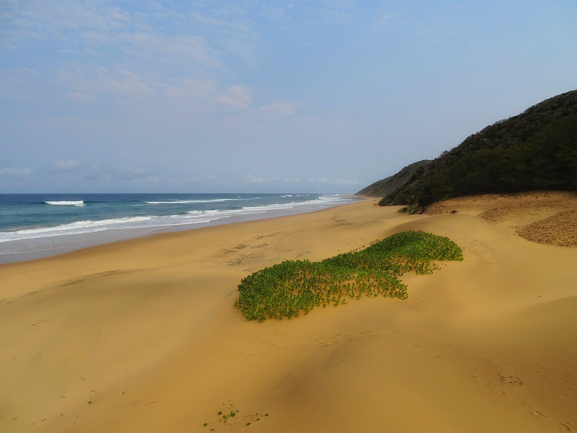 Leerer goldgelber Sandstrand mit einem grünen Polster Strandpflanzen, links Brandung, rechts ein bewaldeter Dünenrücken