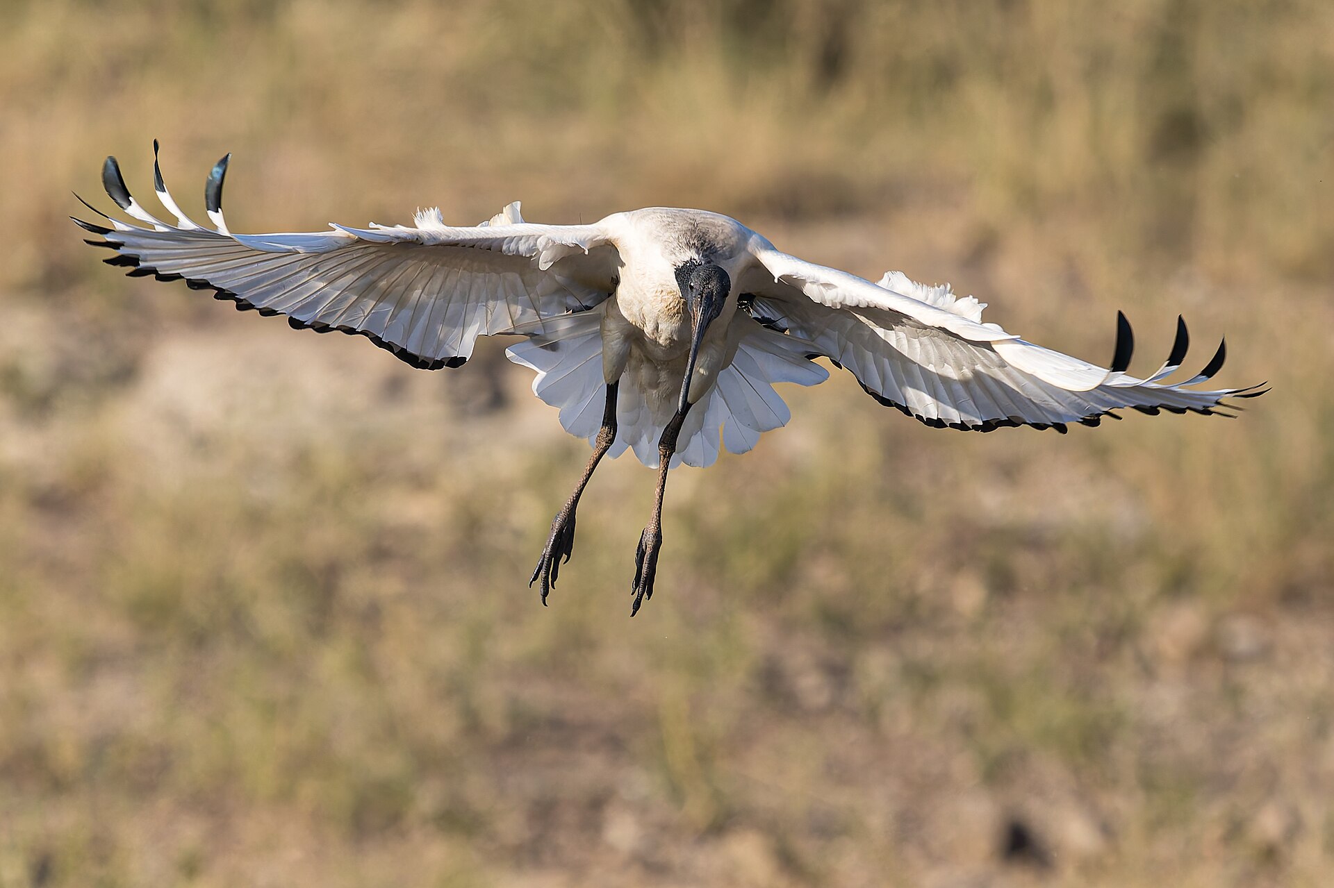 Heiliger Ibis im Landeanflug, aufgenommen im Nairobi-Nationalpark