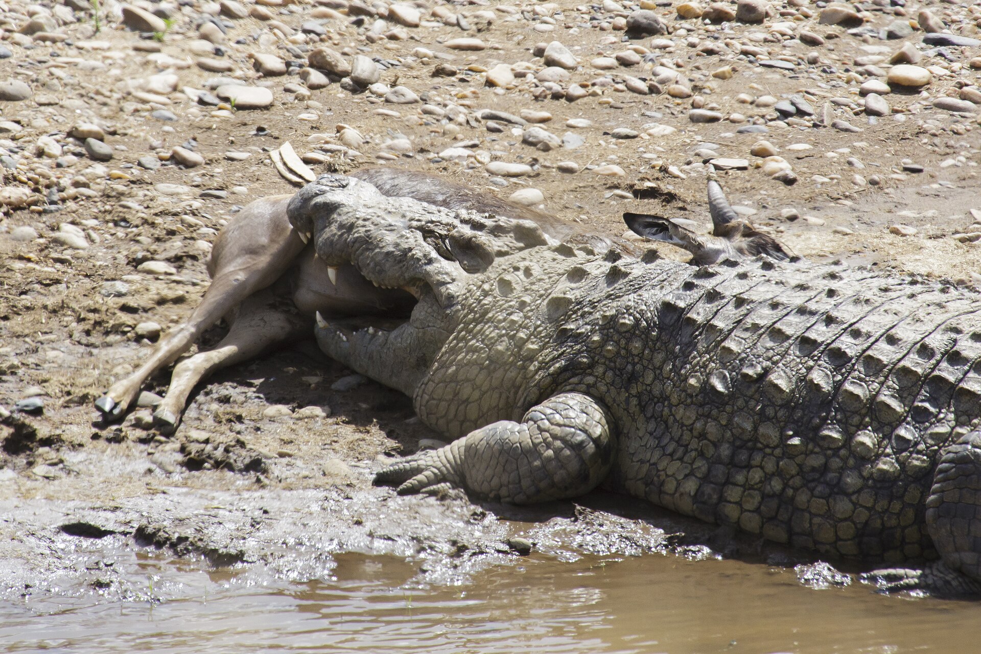 Nilkrokodil mit Beute, aufgenommen in der Masai Mara