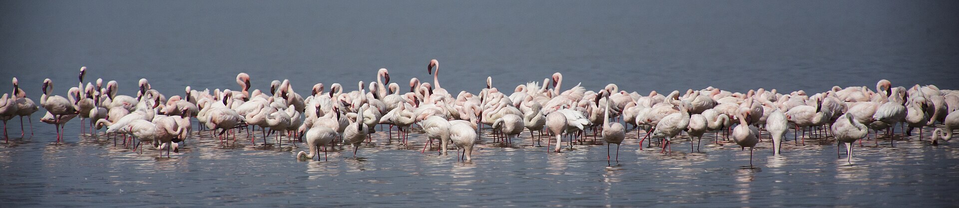 Zwergflamingos im flachen Wasser, aufgenommen am Lake Nakuru
