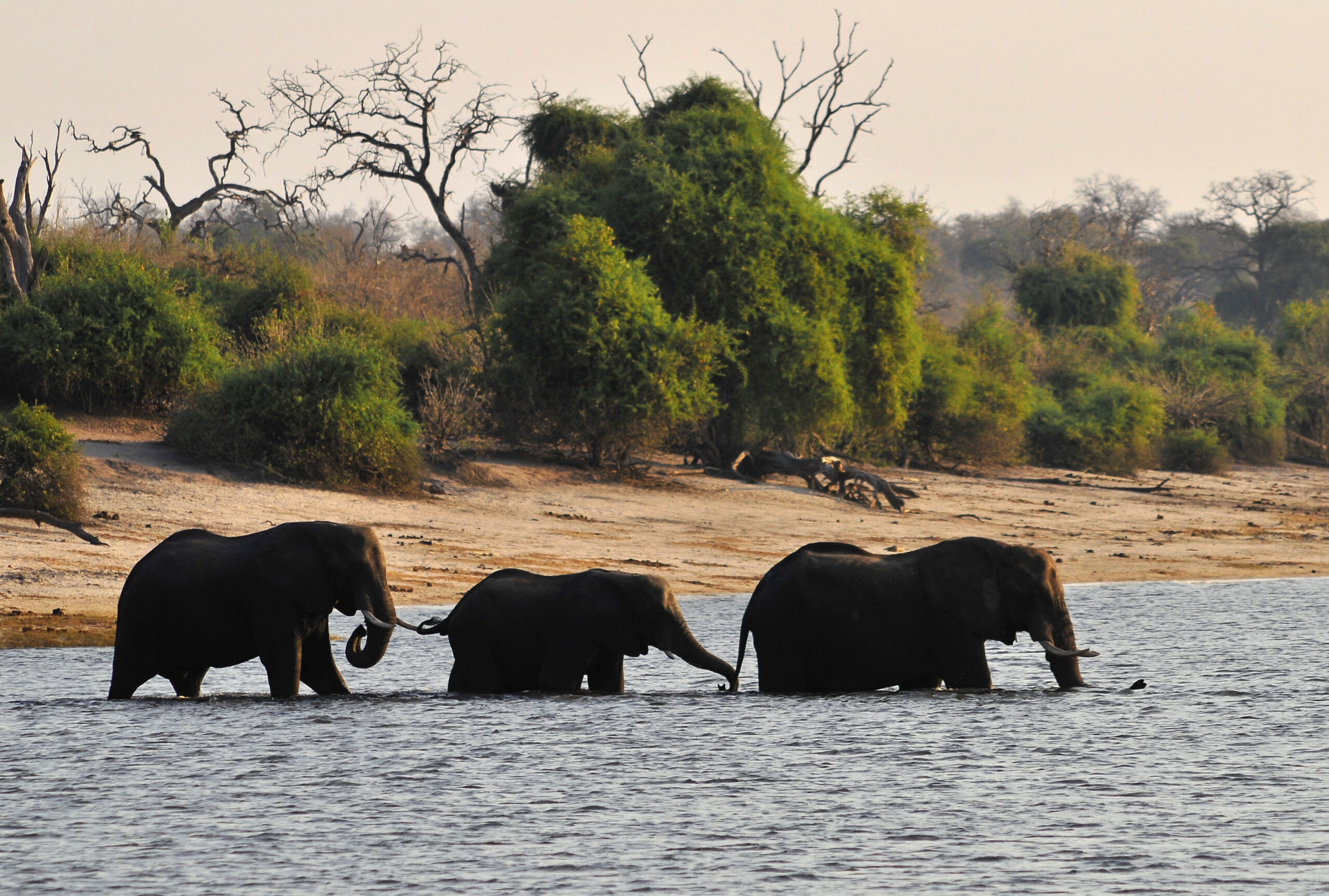 Drei Elefanten waten hintereinander durch den Chobe, dahinter ein sandiges Ufer mit Büschen und kahlen Bäumen