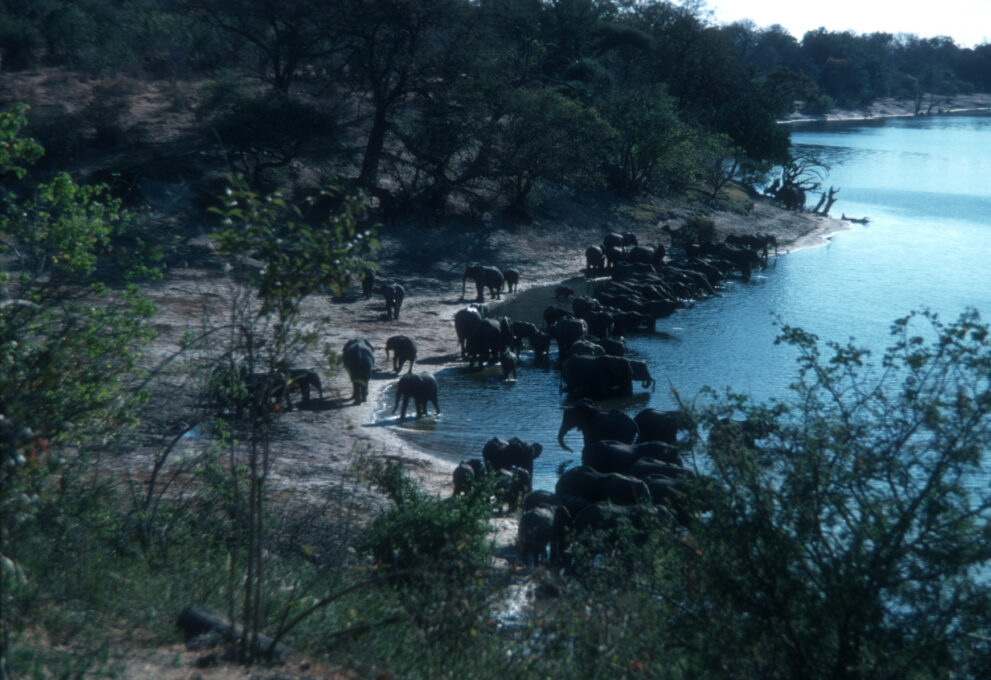 Eine große Elefantenherde steht am sandigen Ufer des Chobe und trinkt, im Vordergrund Büsche