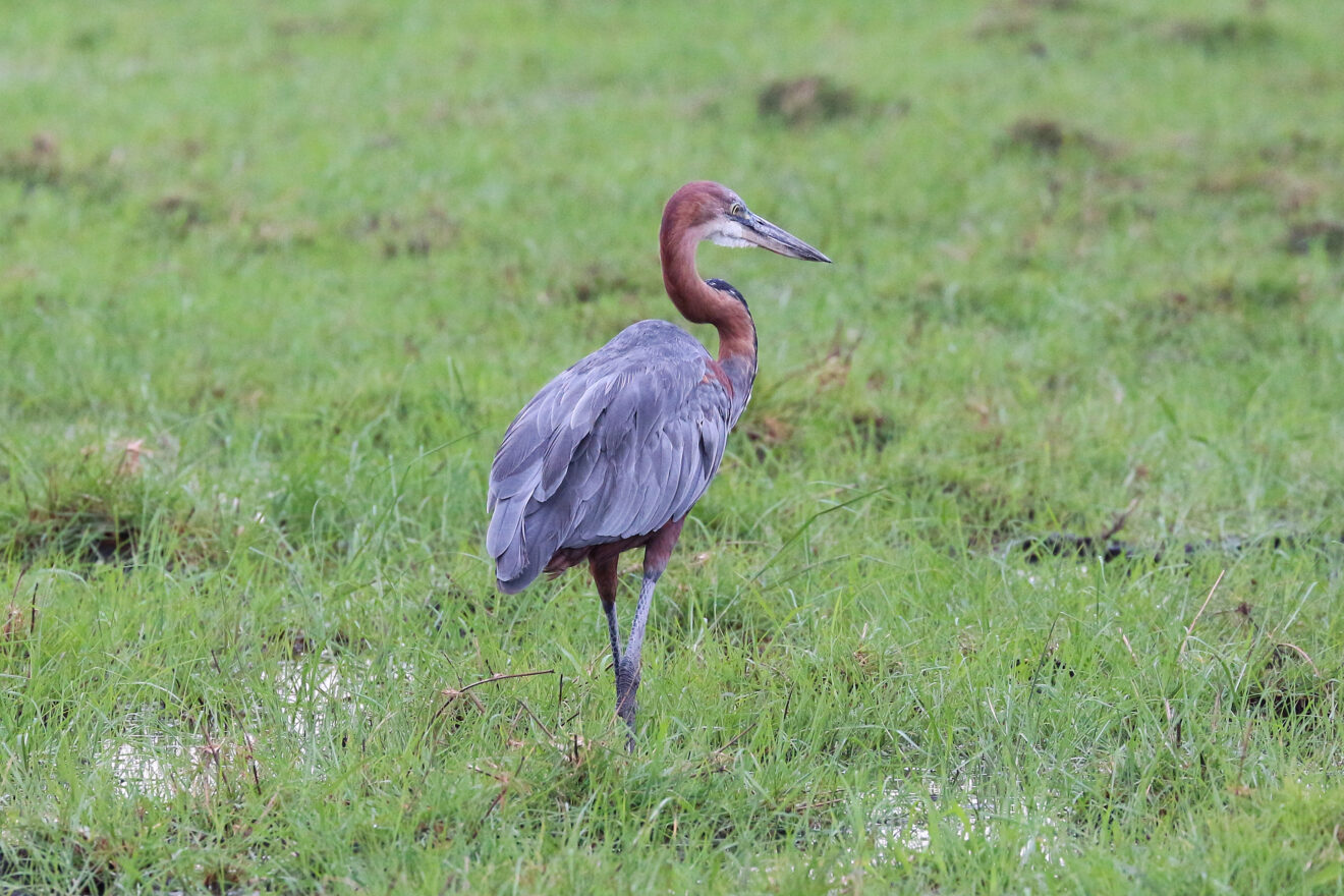 Ein Goliathreiher mit rotbraunem Hals steht auf einer feuchten grünen Wiese im Chobe-Nationalpark