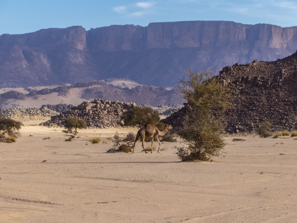 Dromedar zwischen Akazien in einem sandigen Wadi bei Djanet, dahinter die Steilwand des Tassili