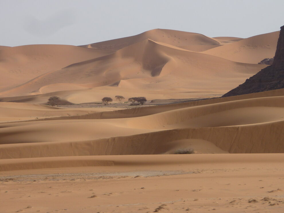 Goldene Dünen mit Akazien und dunkler Felskante in der Wüste bei Djanet
