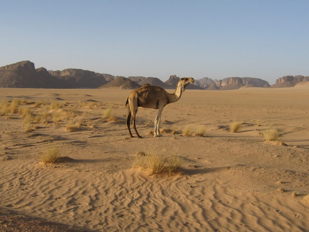 Kamel in der Sandebene bei Djanet vor den Felsen des Tassili n Ajjer