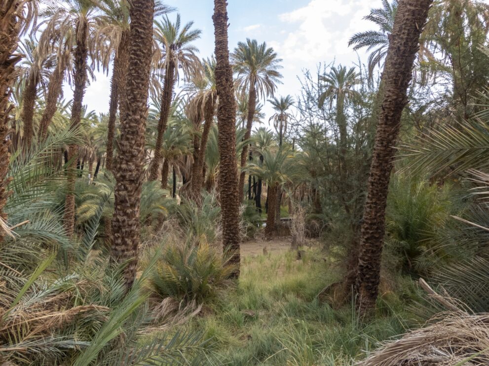 Dattelpalmen im Palmenhain des Ksar Adjahil in der Oase Djanet