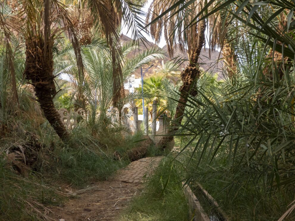 Schattiger Weg durch den Palmenhain des Ksar Adjahil in der Oase Djanet