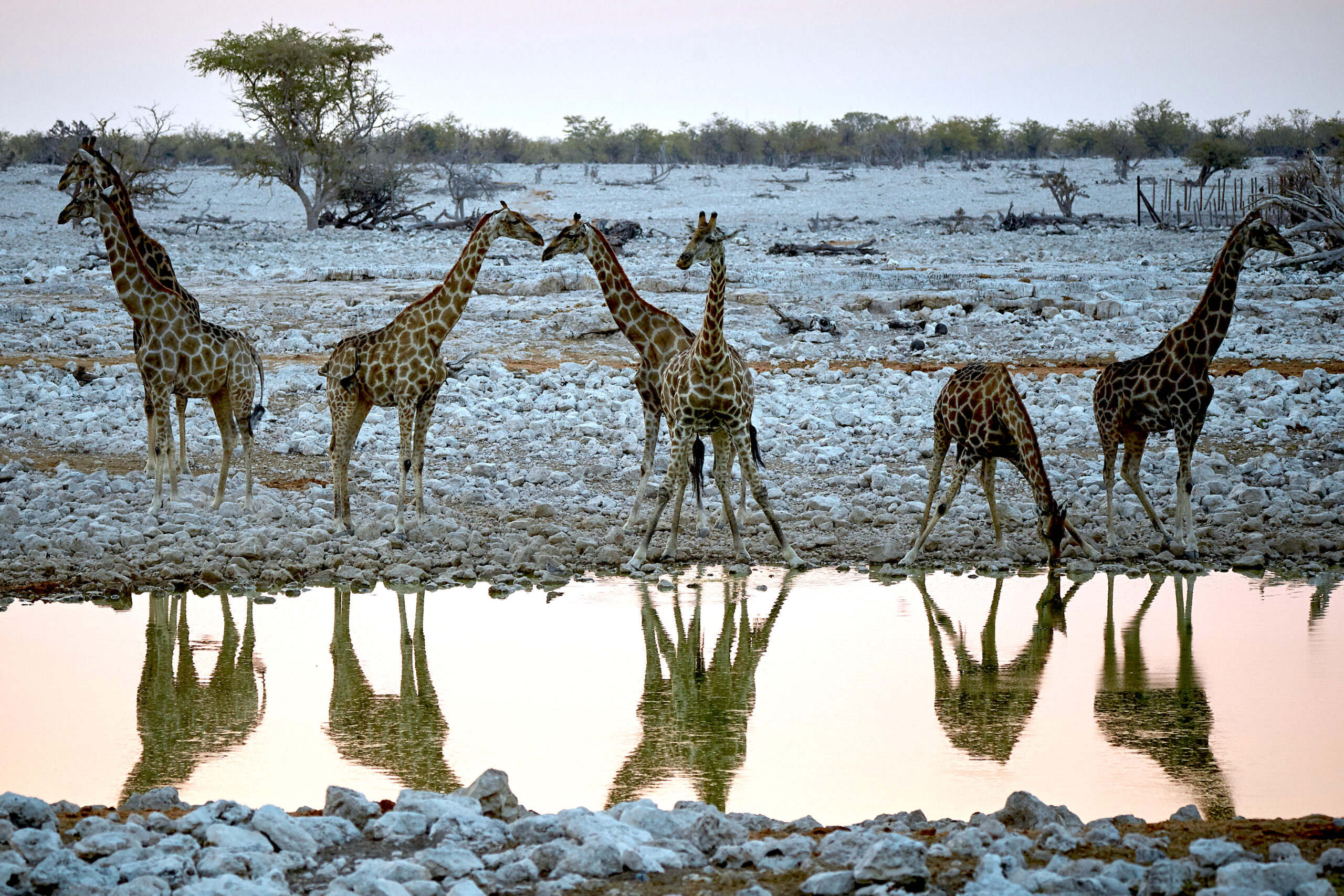 Sieben Giraffen trinken in der Abenddämmerung am Wasserloch von Okaukuejo, im Wasser spiegeln sie sich