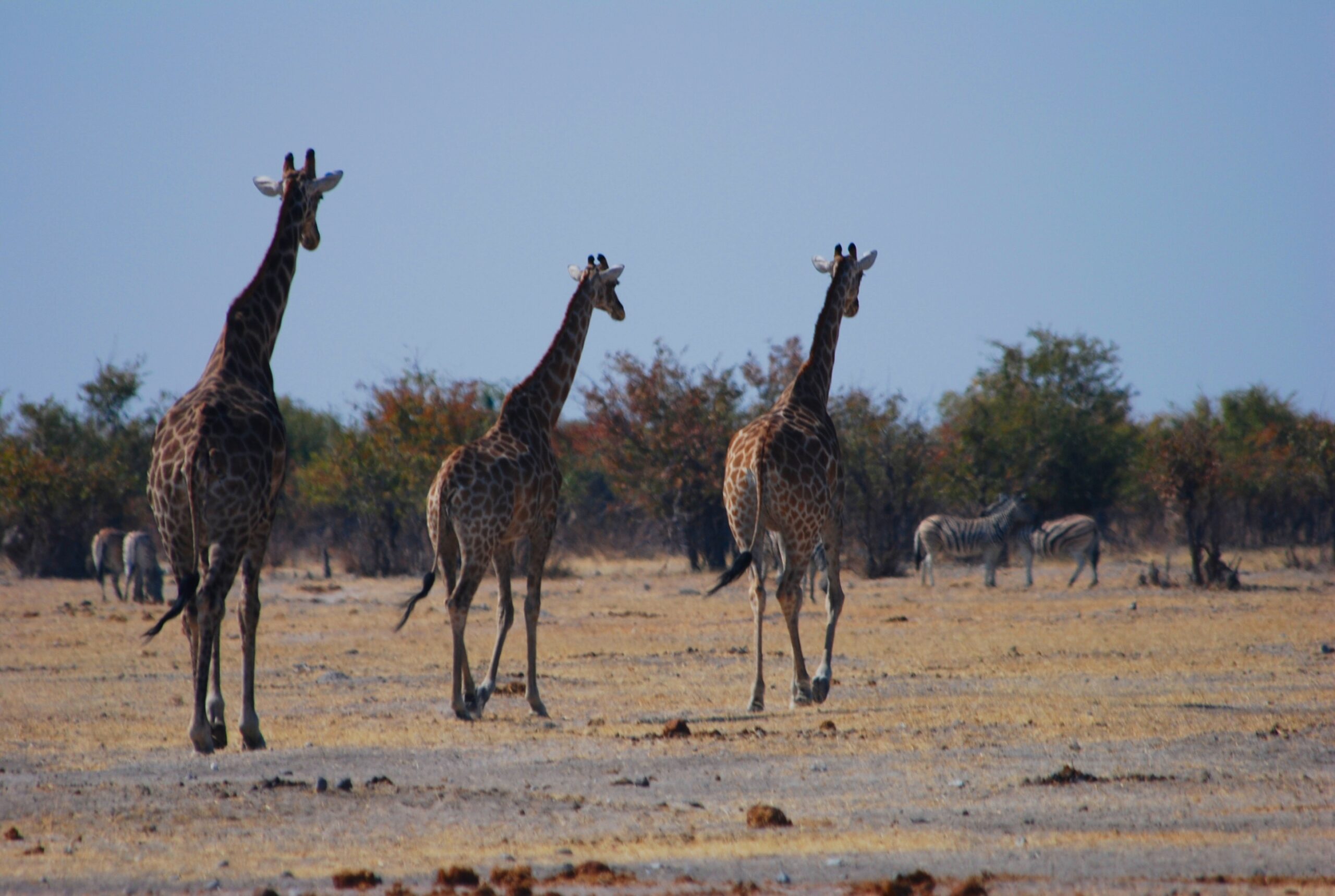Drei Giraffen laufen über trockenen Boden, dahinter Zebras und Buschland im Etosha-Nationalpark