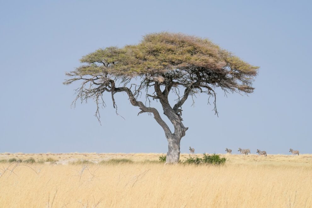 Einzelner Kameldornbaum im trockenen Gras des Etosha-Nationalparks, dahinter eine kleine Gruppe Steppenzebras