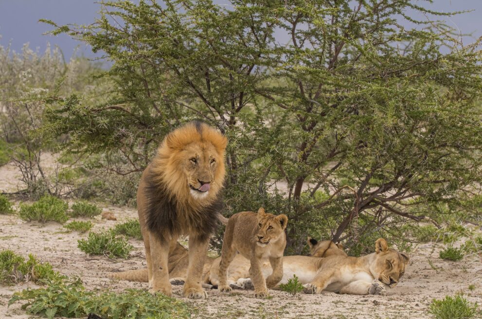 Löwenmännchen mit Jungtier und ruhender Löwin unter einem Busch im Etosha-Nationalpark in Namibia
