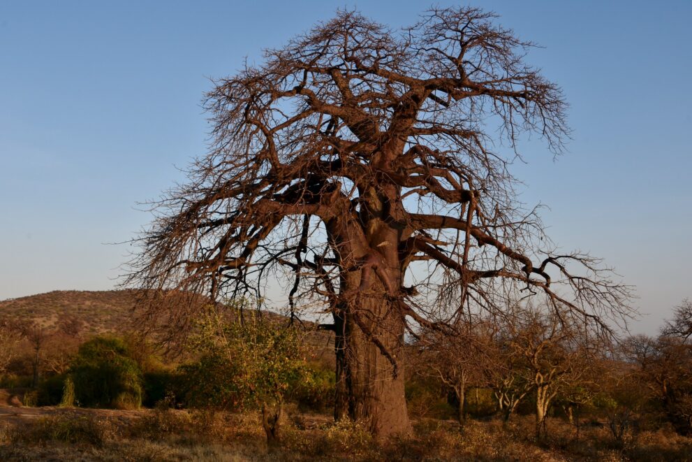 Großer Baobab mit kahlen Ästen im warmen Morgenlicht nahe dem Eyasisee in Tansania