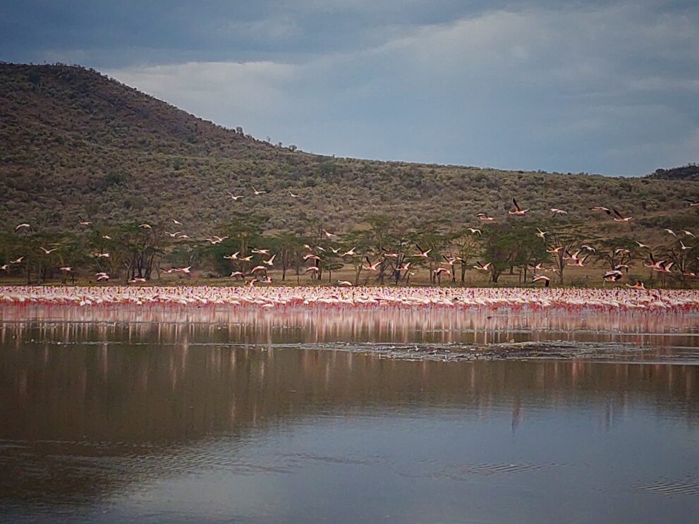 Flamingos fliegen über einem dichten rosa Saum am Ufer auf, dahinter Akazien und ein buschiger Hang