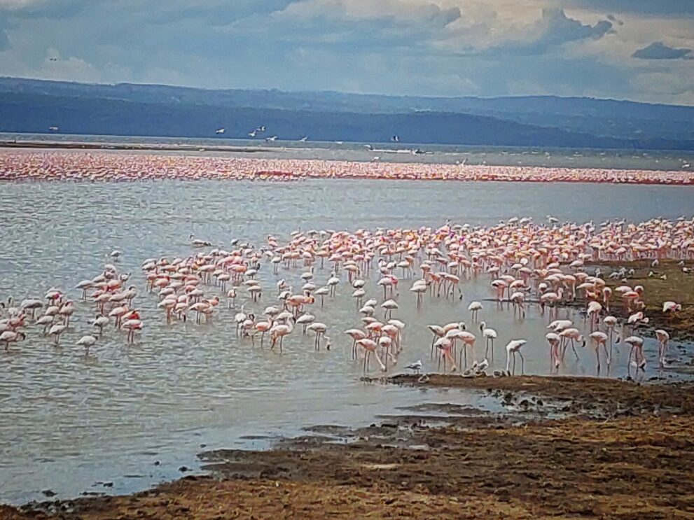 Hunderte Flamingos waten im flachen Wasser am Ufer, weiter draußen zieht sich ein rosa Band über den See