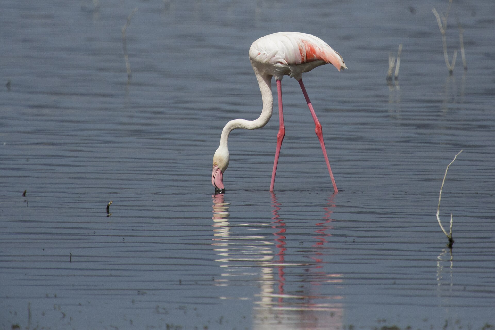 Rosaflamingo bei der Nahrungssuche am Lake Nakuru