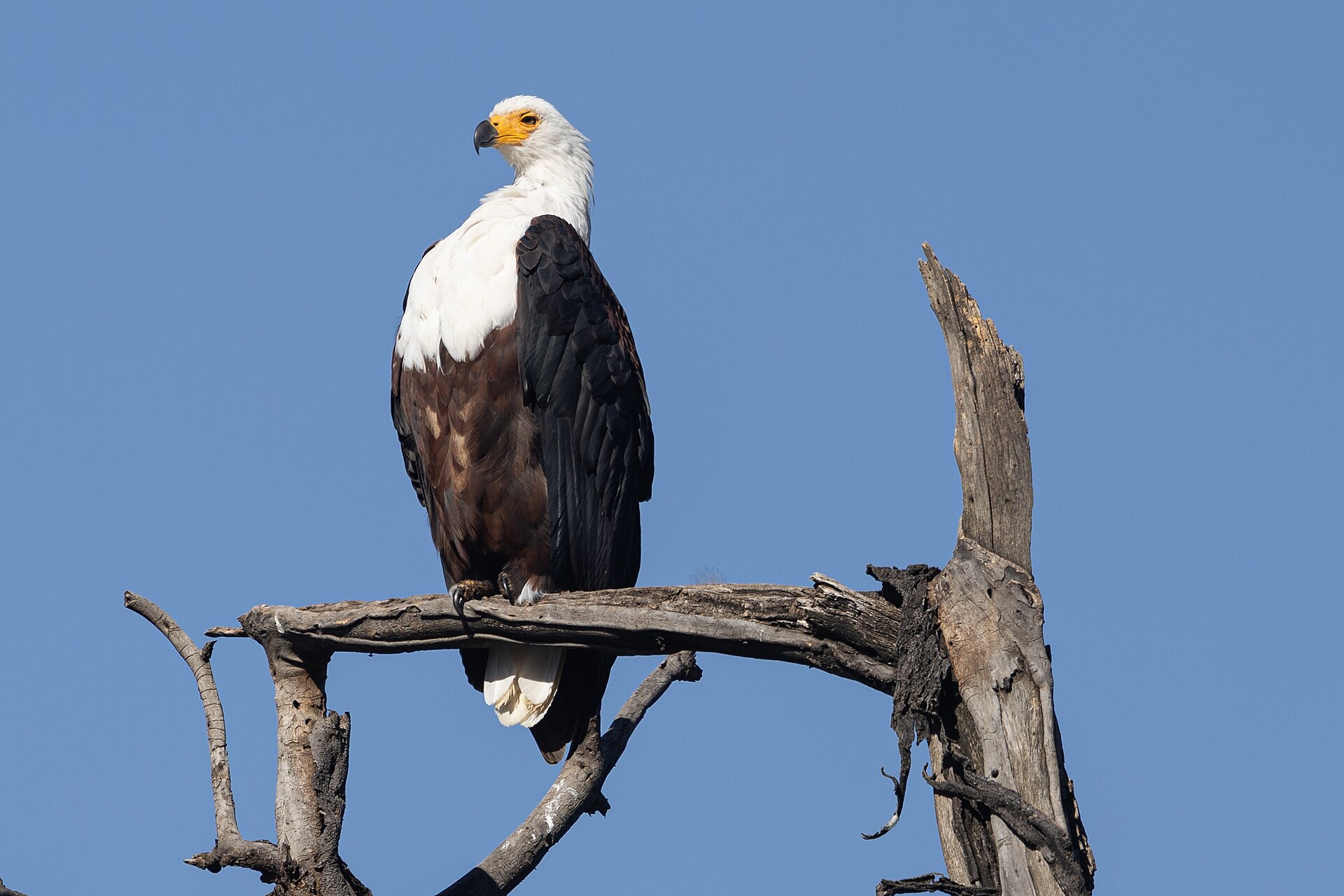 Schreiseeadler auf einem toten Ast am Lake Nakuru, 2025