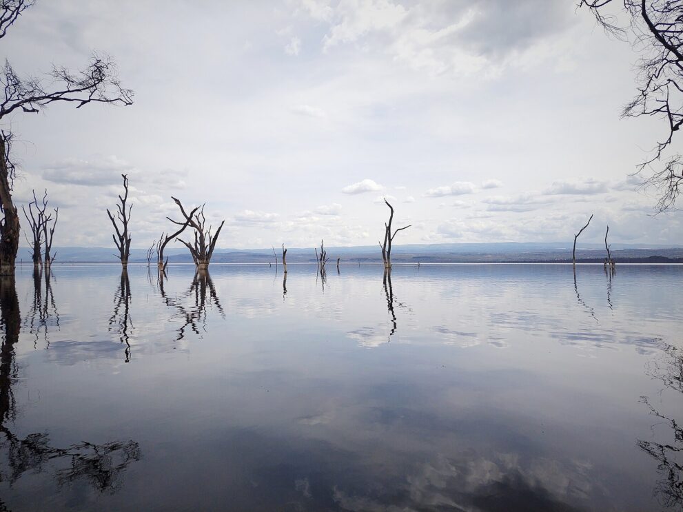 Kahle, abgestorbene Bäume stehen im spiegelglatten See, am Horizont flache Hügel