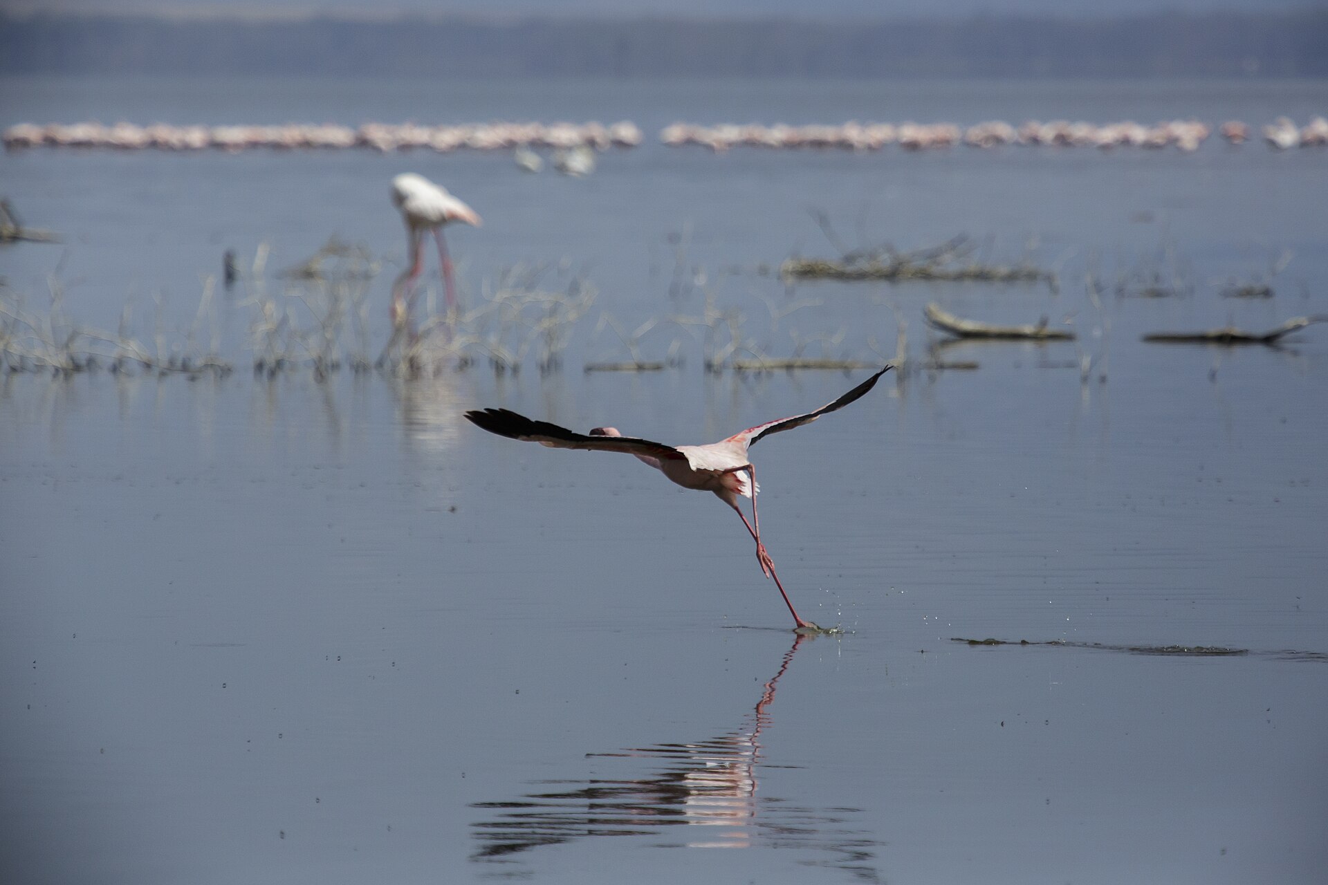 Zwergflamingo startet am Lake Nakuru, 2015