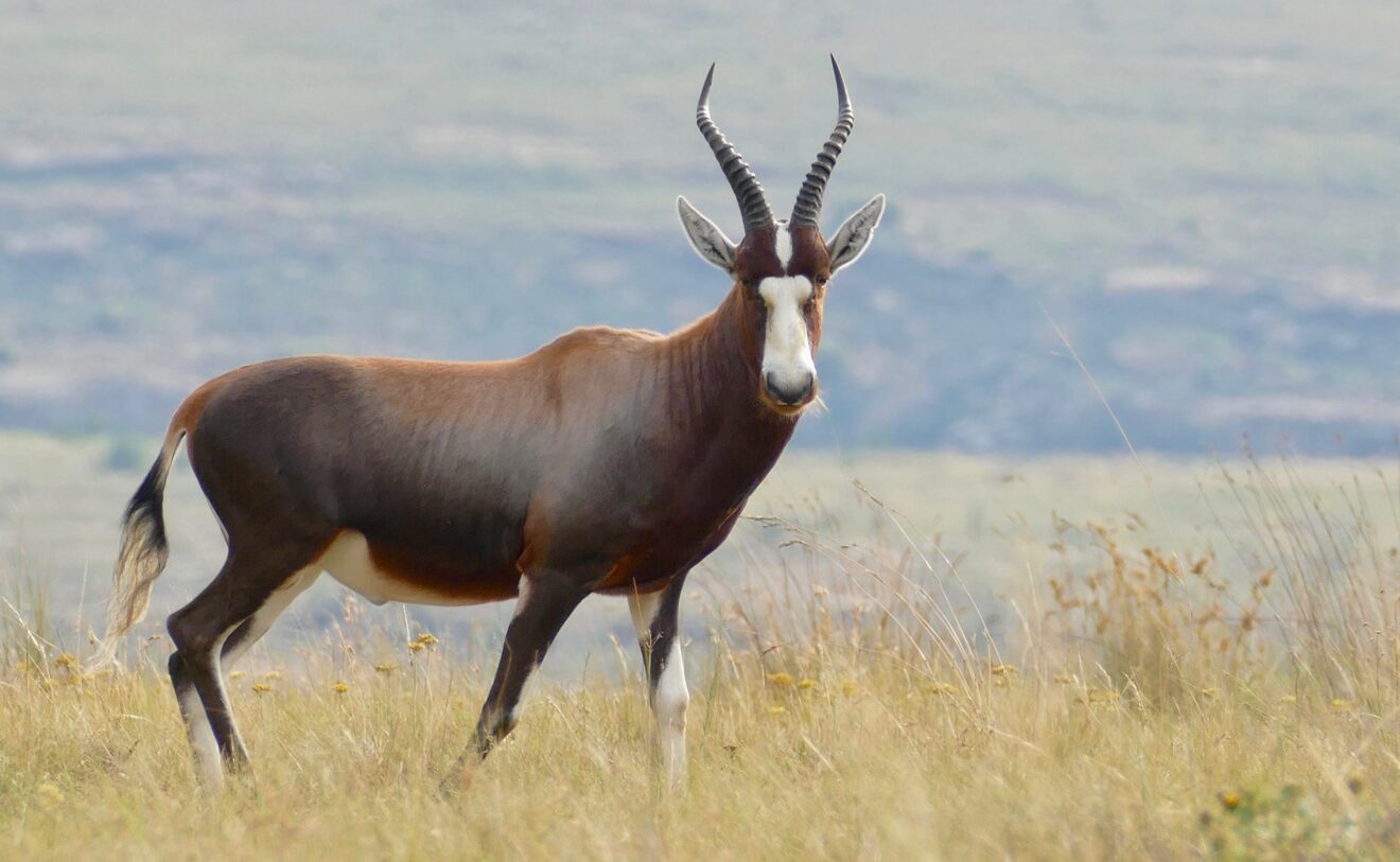Ein Blessbock-Bulle mit weißer Blesse steht im trockenen Gras, dahinter verschwommen die Hügel des Golden-Gate-Highlands-Nationalparks