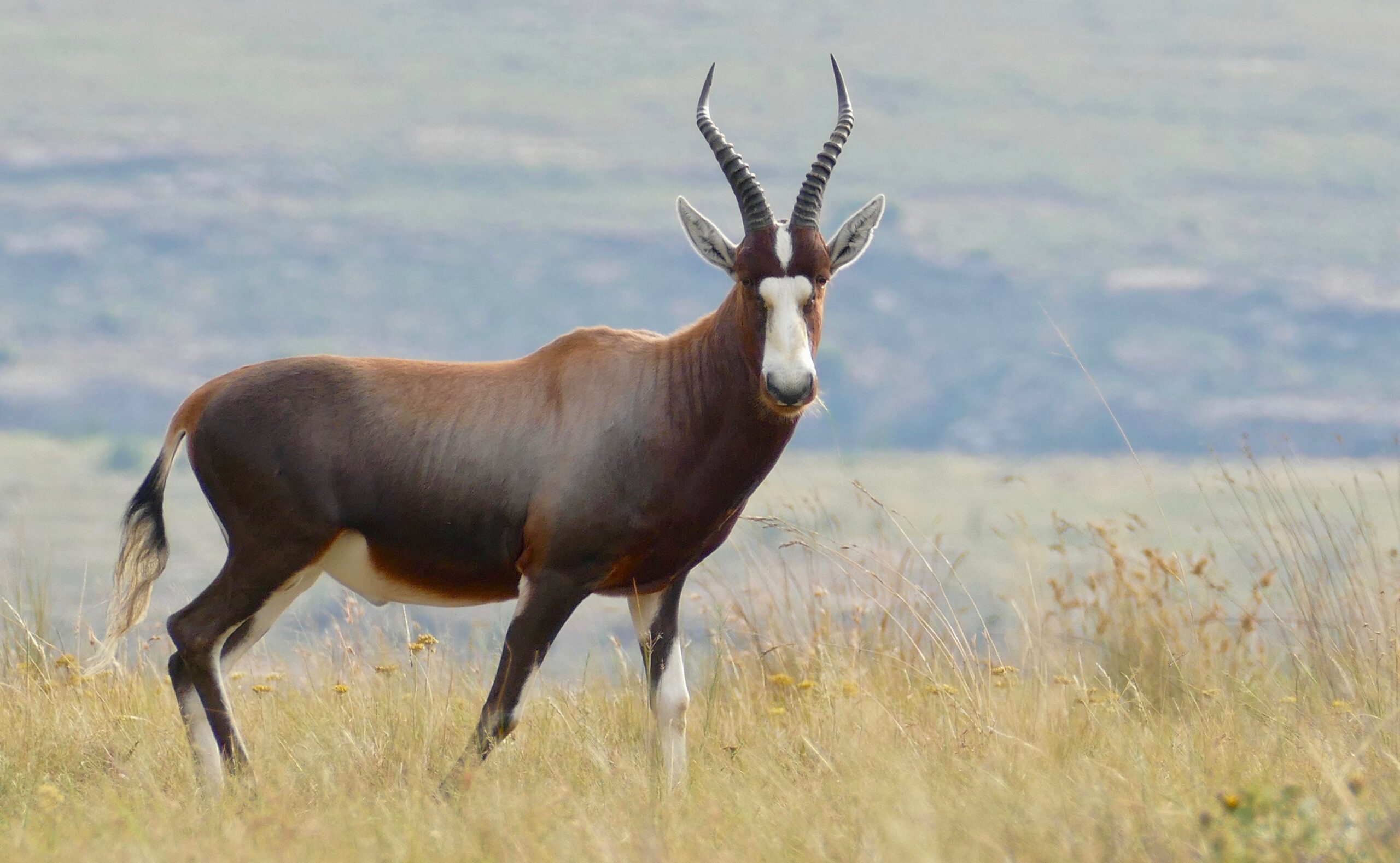 Ein Blessbock-Bulle mit weißer Blesse steht im trockenen Gras, dahinter verschwommen die Hügel des Golden-Gate-Highlands-Nationalparks