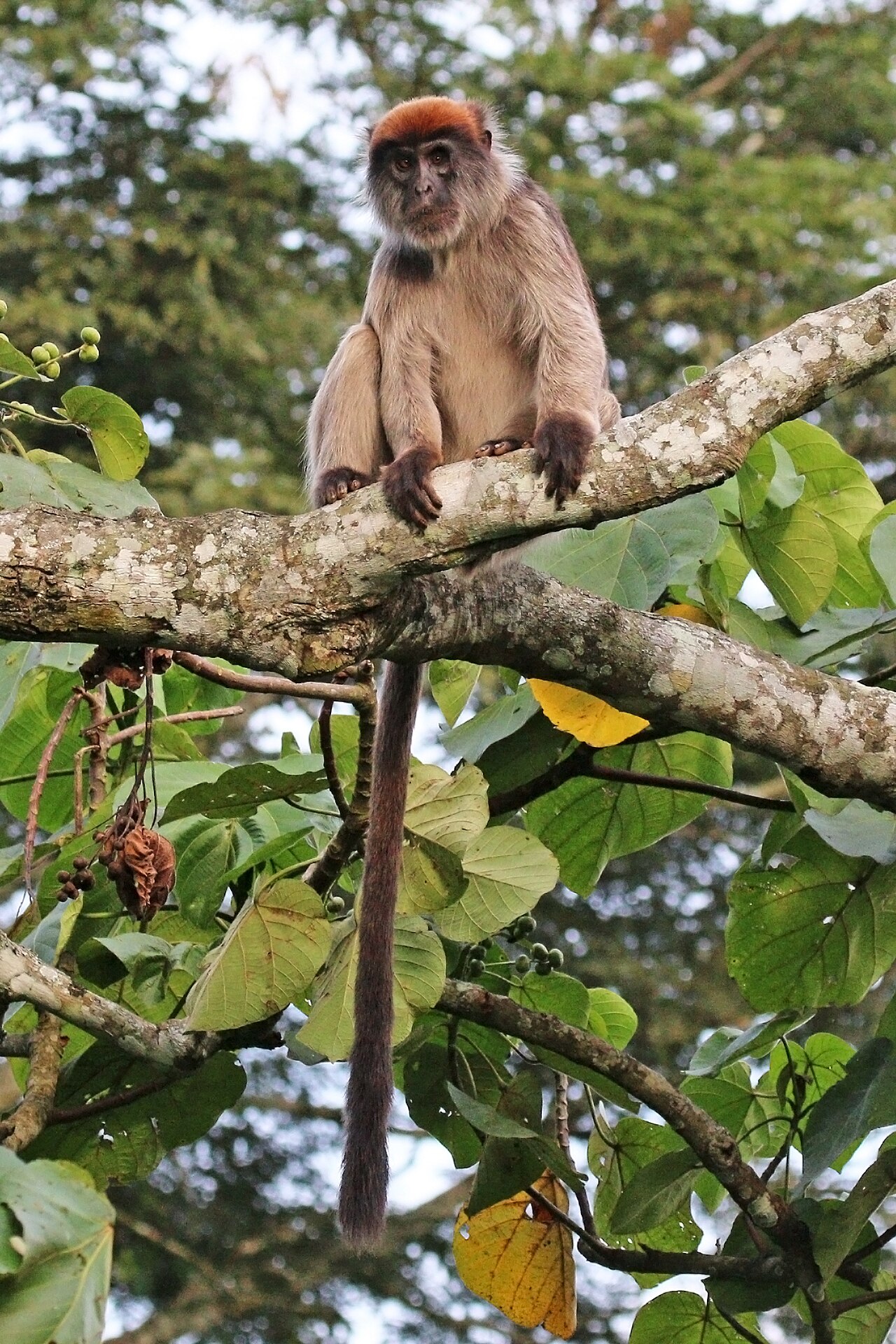 Ugandischer Roter Stummelaffe, fotografiert in Uganda