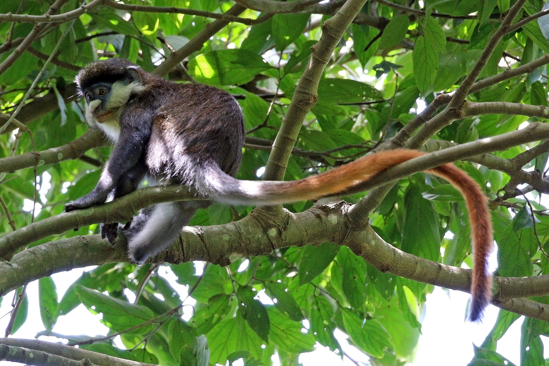 Rotschwanzmeerkatze, fotografiert in Uganda