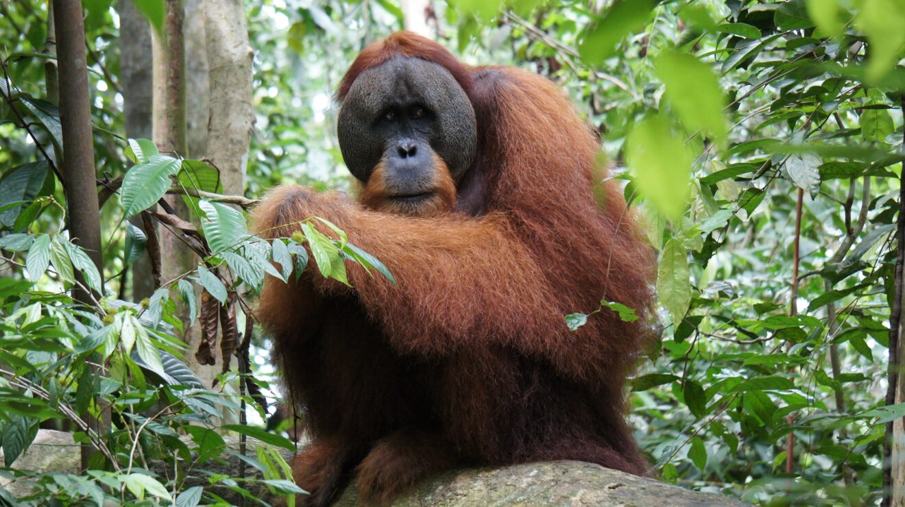 Ausgewachsenes Sumatra-Orang-Utan-Männchen mit breiten Wangenwülsten im Regenwald des Gunung-Leuser-Nationalparks