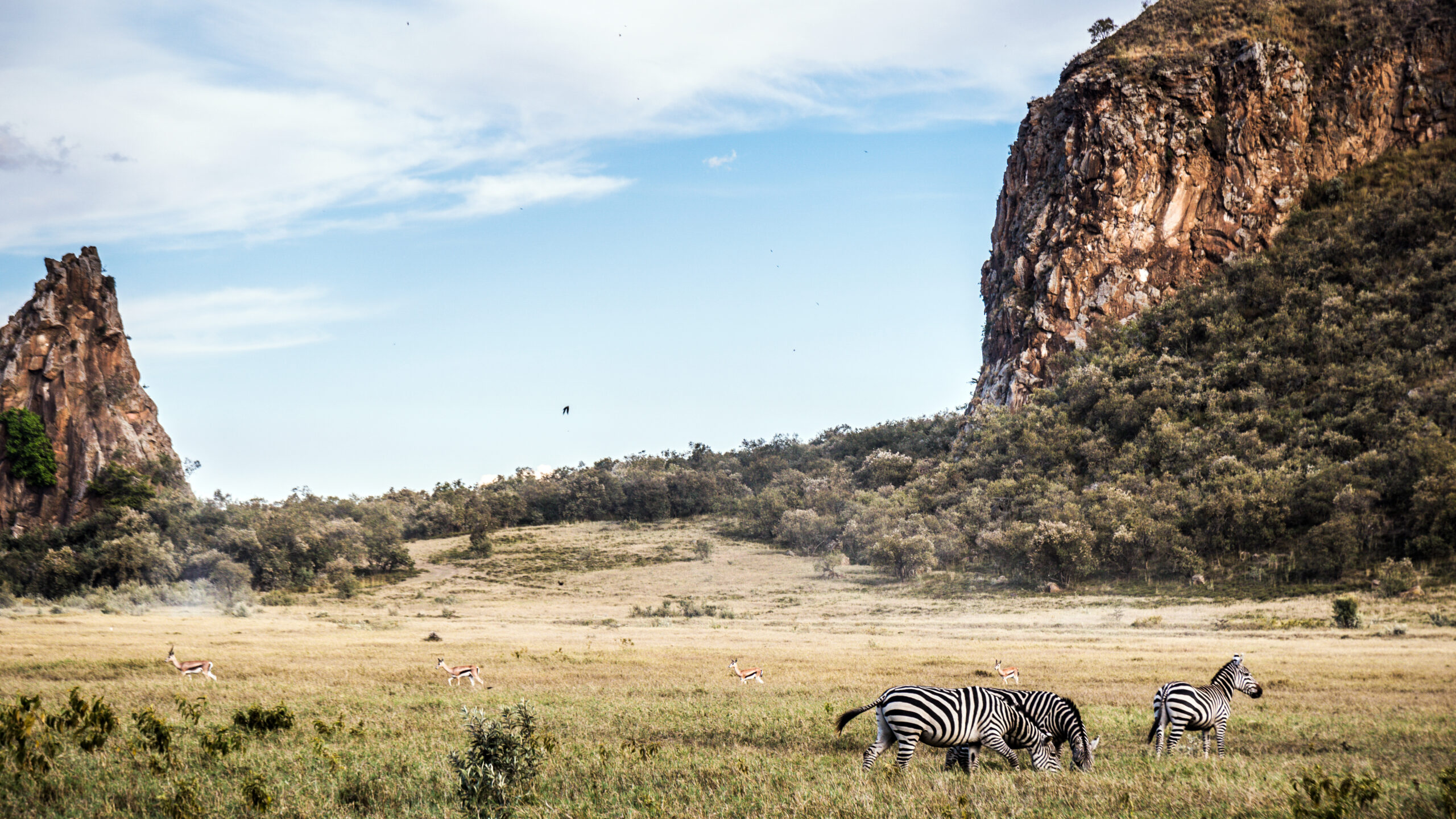 Drei Zebras und mehrere Gazellen grasen in einer Grasebene, dahinter ein Felsturm und eine hohe Felswand, Hell's-Gate-Nationalpark