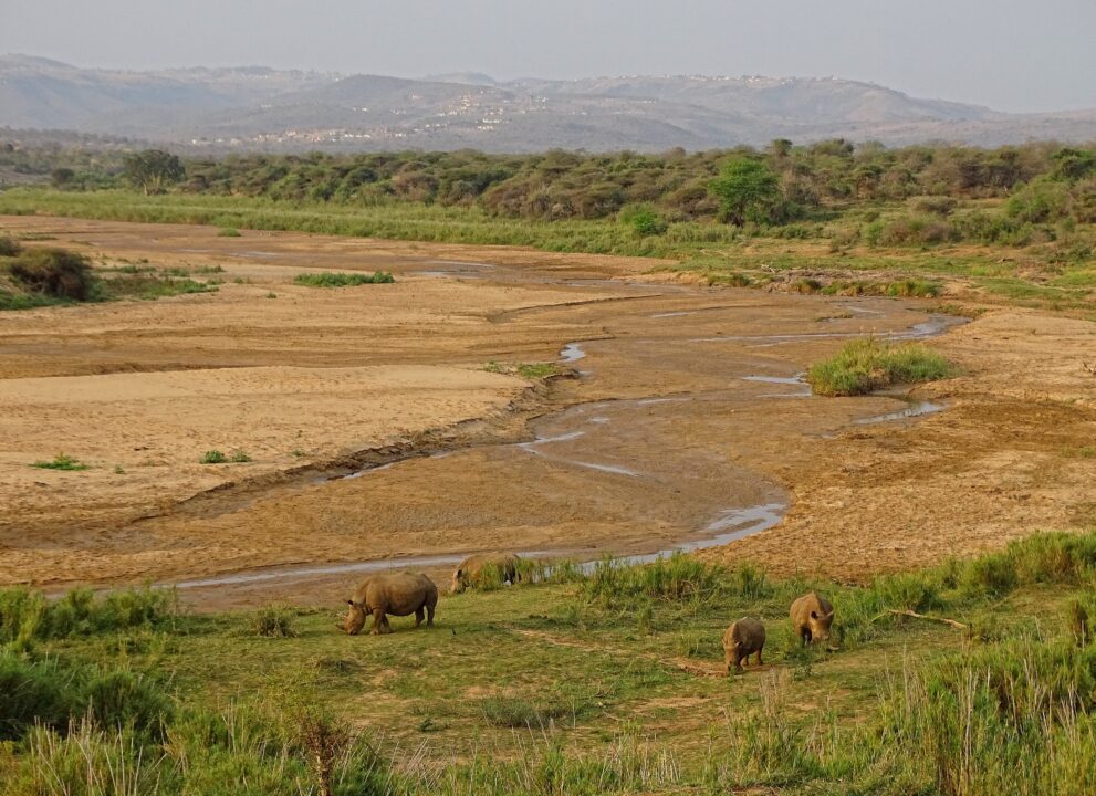 Vier Breitmaulnashörner grasen an einer halbtrockenen Flussbiegung im Hluhluwe-iMfolozi-Park in KwaZulu-Natal