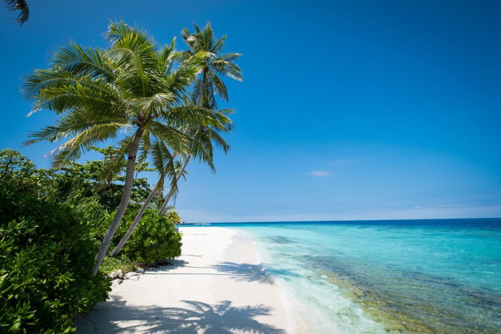 Schräge Kokospalmen über weißem Sandstrand und Riff auf Hadahaa im Huvadhu-Atoll der südlichen Malediven