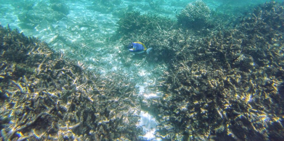Weißkehl-Doktorfisch über Korallen am Riff von Hadahaa im Huvadhu-Atoll der südlichen Malediven