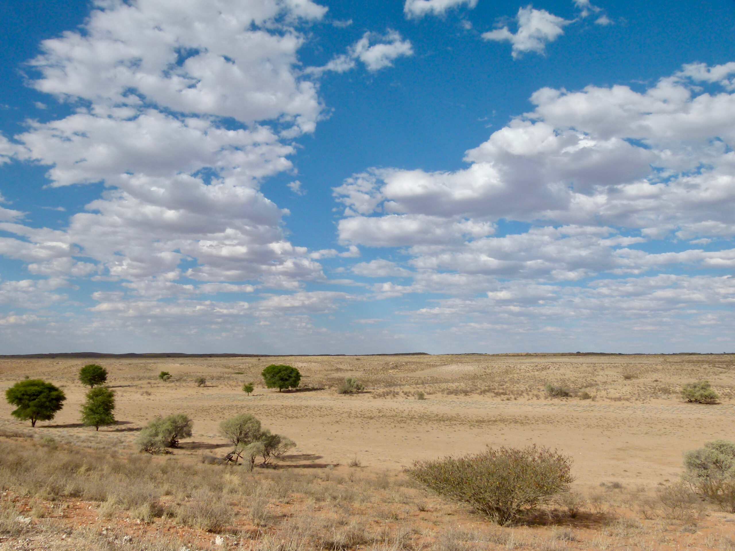 Weites, trockenes Bett des Auob mit Sand, Gras und einzelnen Bäumen unter Haufenwolken, nördlich von Twee Rivieren im Kgalagadi-Transfrontier-Park