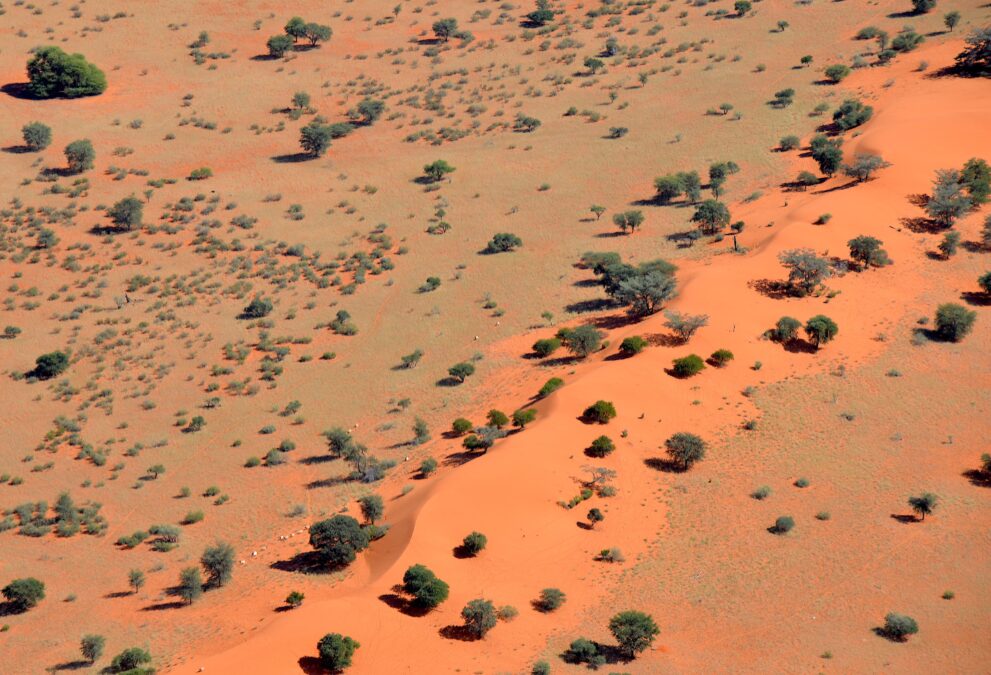 Blick von oben auf eine rote, bewachsene Sanddüne in der namibischen Kalahari mit Kameldornbäumen und Sträuchern