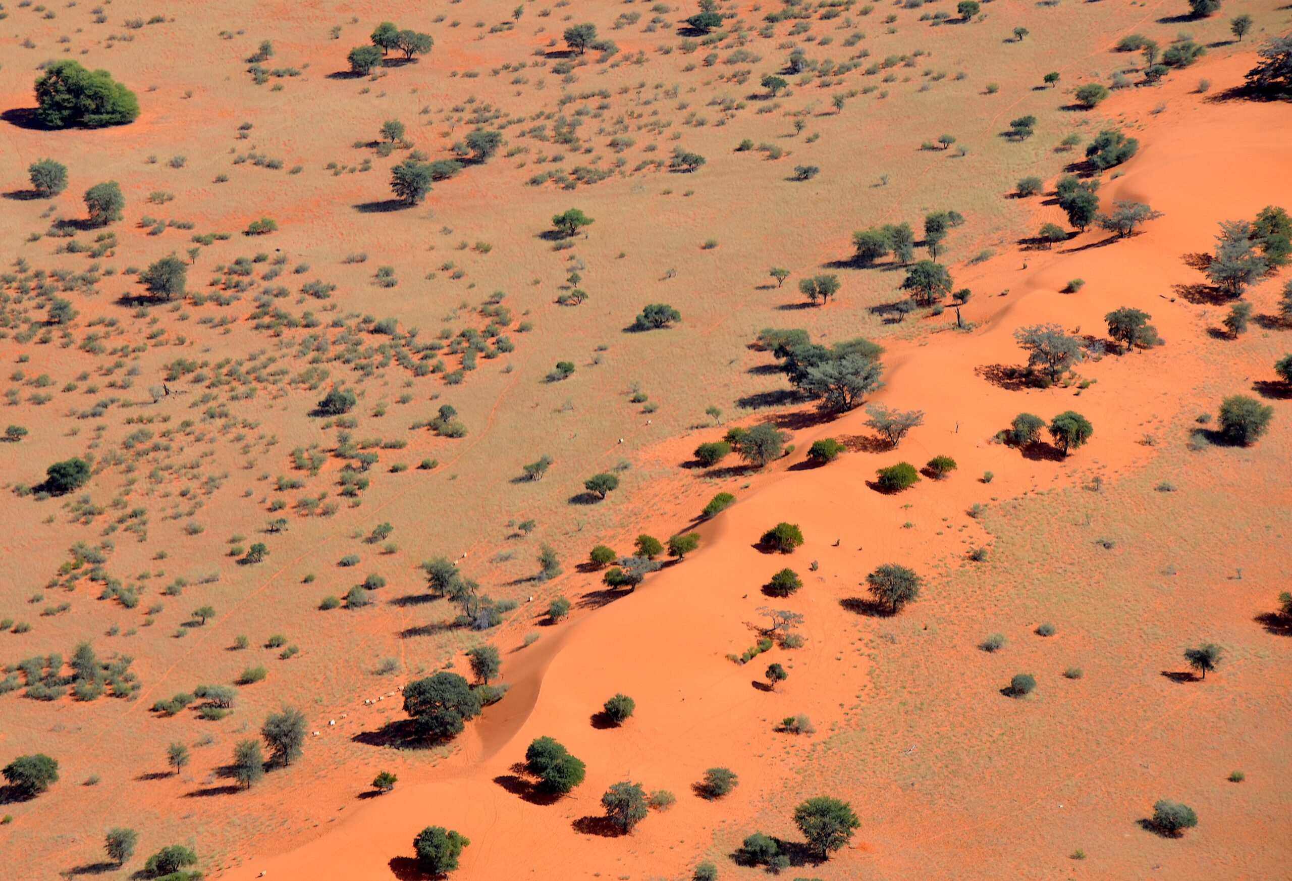 Blick von oben auf eine rote, bewachsene Sanddüne in der namibischen Kalahari mit Kameldornbäumen und Sträuchern