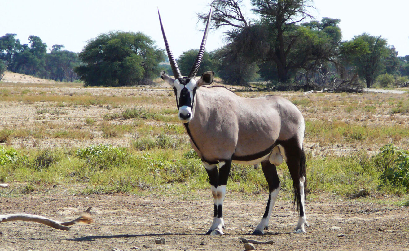 Eine Oryxantilope mit langen, geraden Hörnern steht auf trockenem Boden vor Akazien im Kgalagadi-Transfrontier-Park in der Kalahari