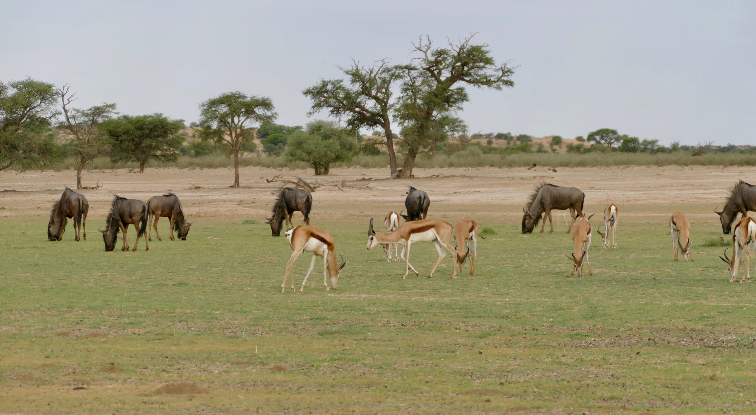 Springböcke und Streifengnus grasen auf grünem Gras im Bett des Nossob, dahinter Akazien und rote Dünen, Kgalagadi-Transfrontier-Park