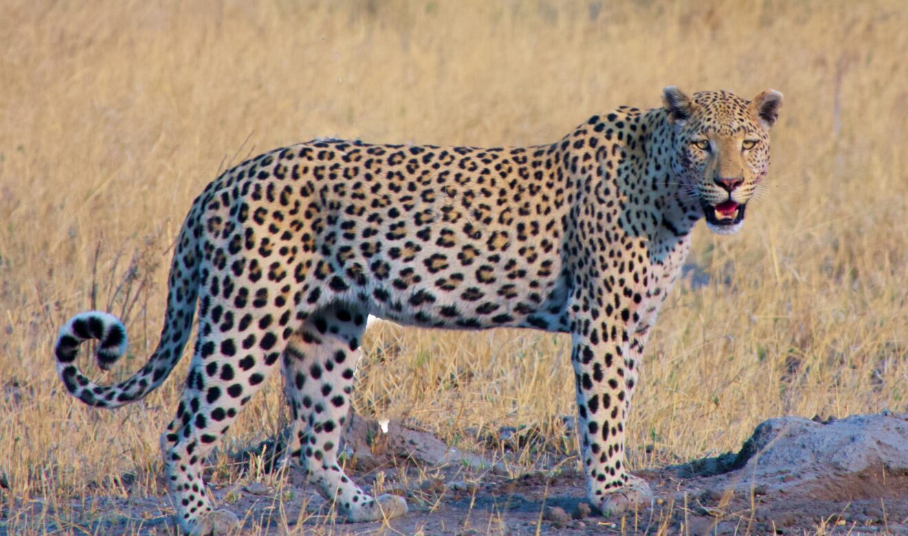 Ein Leopard steht im trockenen Gras im Khwai-Gebiet am Rand des Moremi-Reservats in Botswana