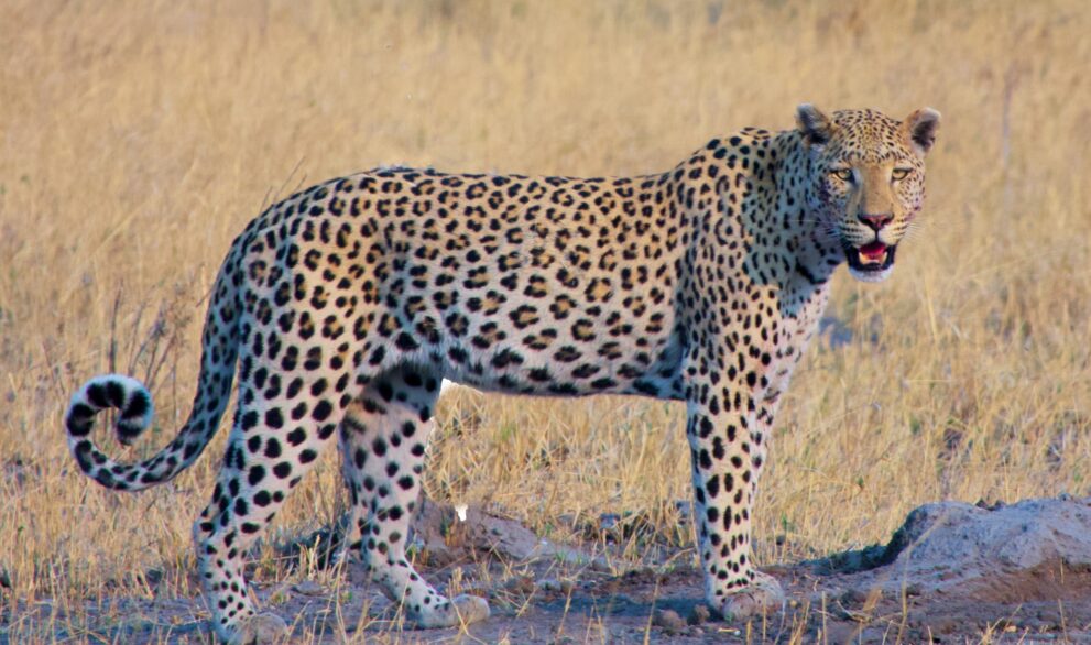 Ein Leopard steht im trockenen Gras im Khwai-Gebiet am Rand des Moremi-Reservats in Botswana