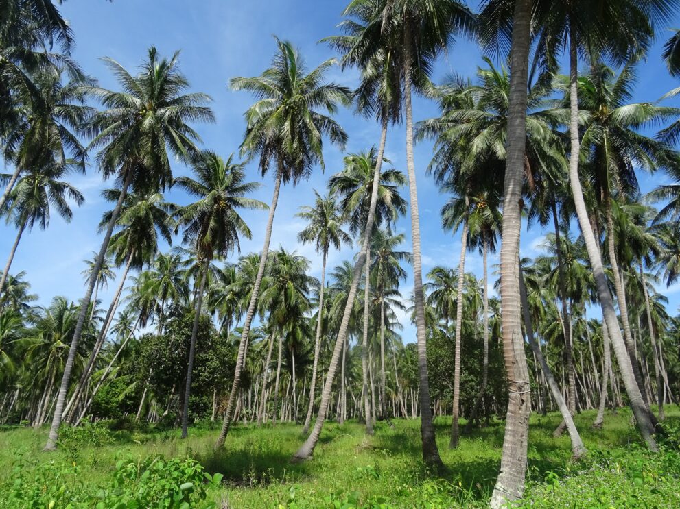 Kokospalmen in einer Plantage im Westen von Koh Phangan unter blauem Himmel mit Wolken
