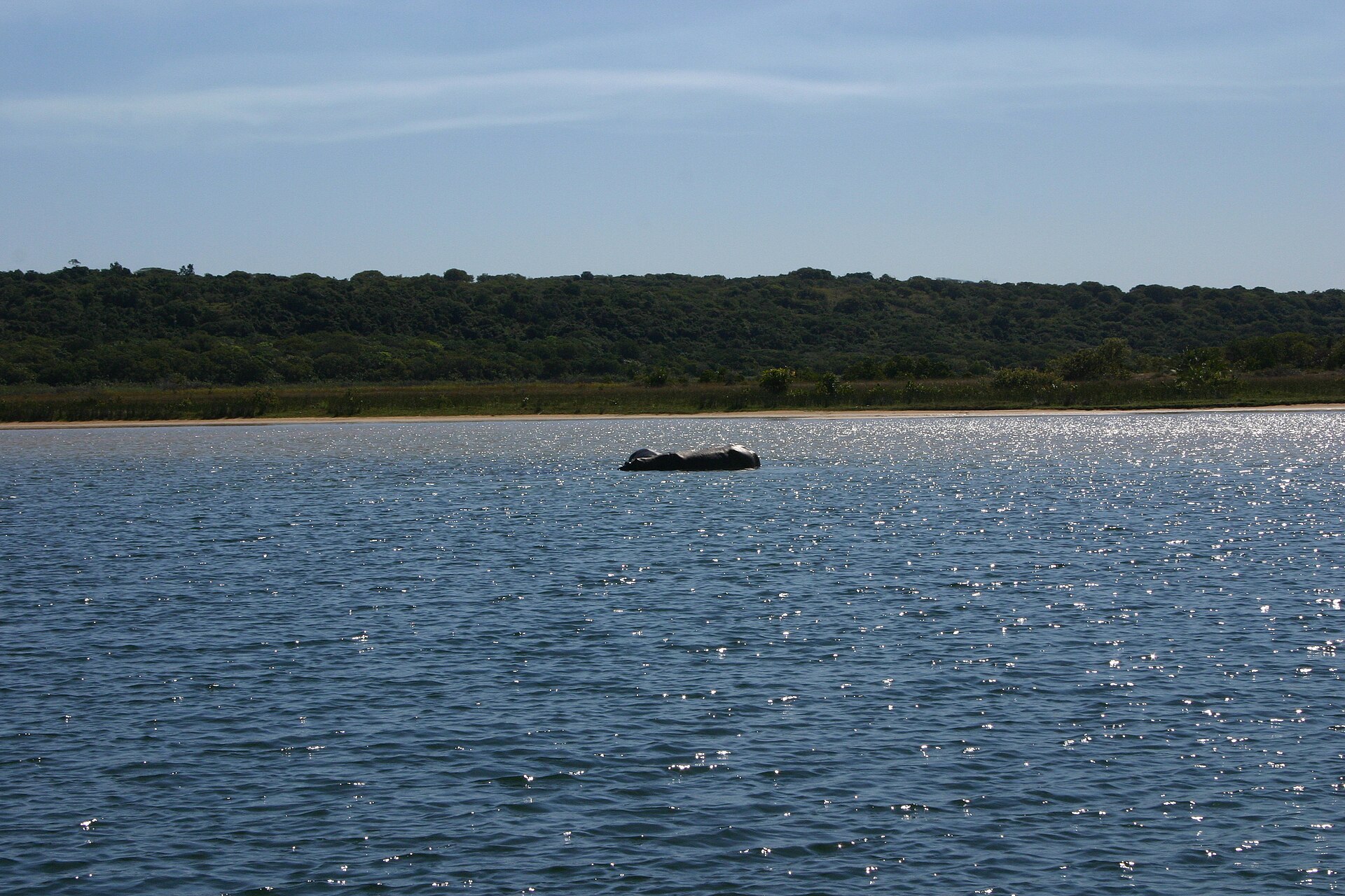 Flusspferd im See von Kosi Bay