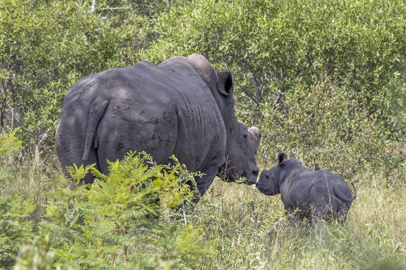 Breitmaulnashorn-Mutter und Kalb berühren sich mit den Schnauzen im grünen Buschland des Krüger-Nationalparks
