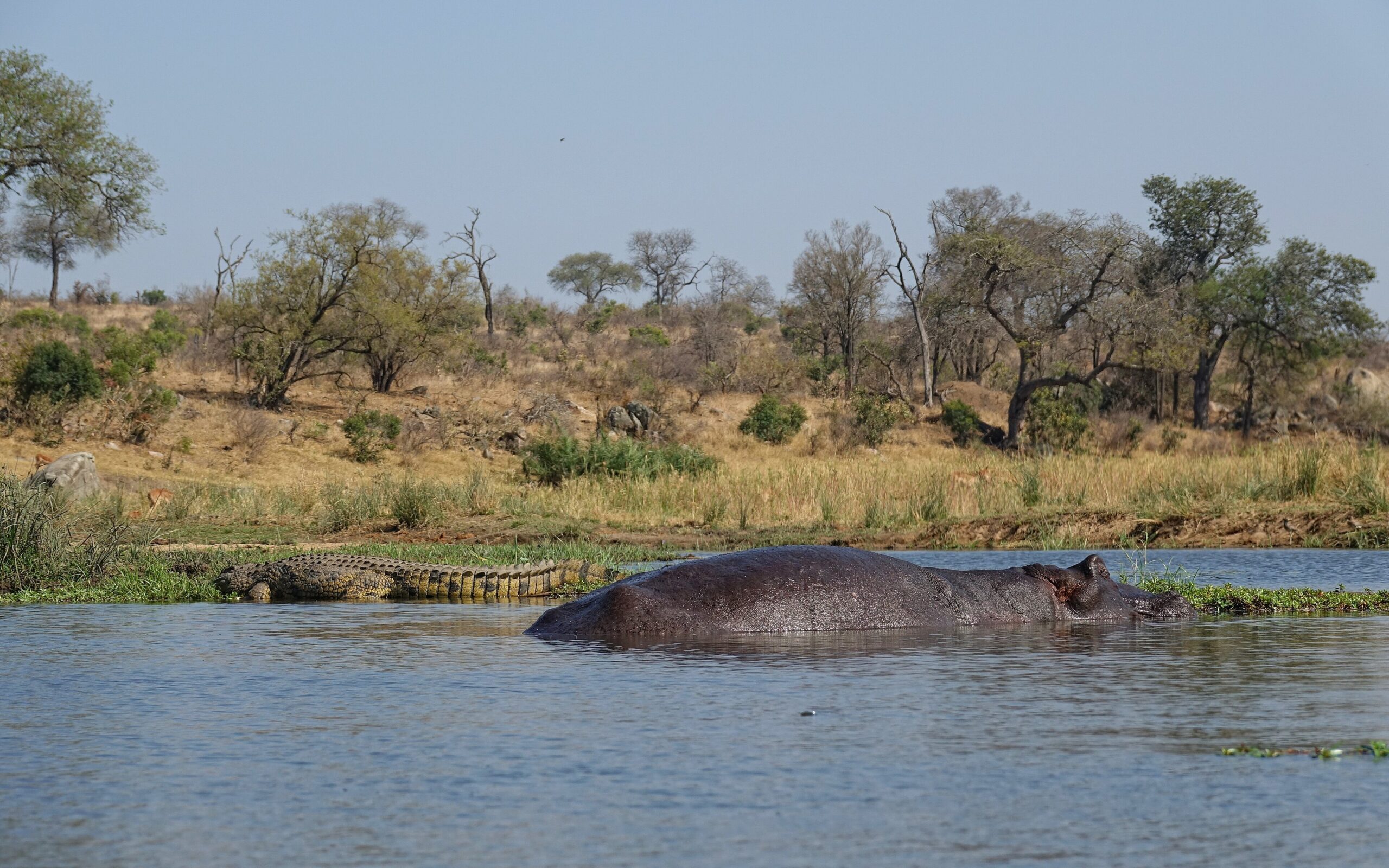 Ein Flusspferd liegt im Wasser des Mbiyamiti, dahinter ruht ein Nilkrokodil am Ufer, Krüger-Nationalpark