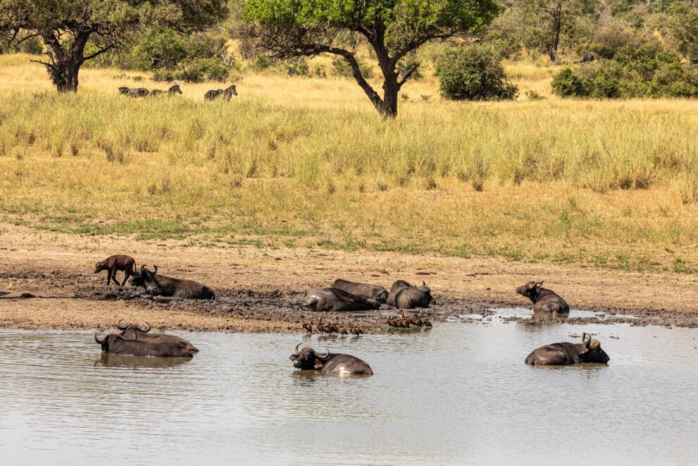 Kaffernbüffel suhlen sich im Wasser am Mazithi Dam im Kruger-Nationalpark, dahinter Zebras in der Savanne