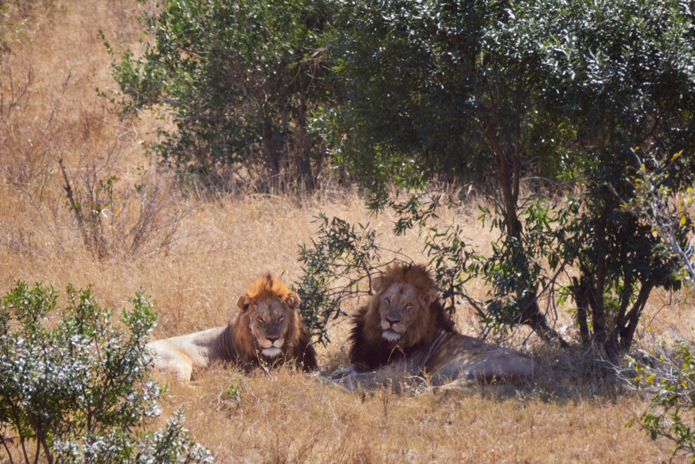 Zwei Löwenmännchen ruhen im Schatten eines Busches im Kruger-Nationalpark in Südafrika