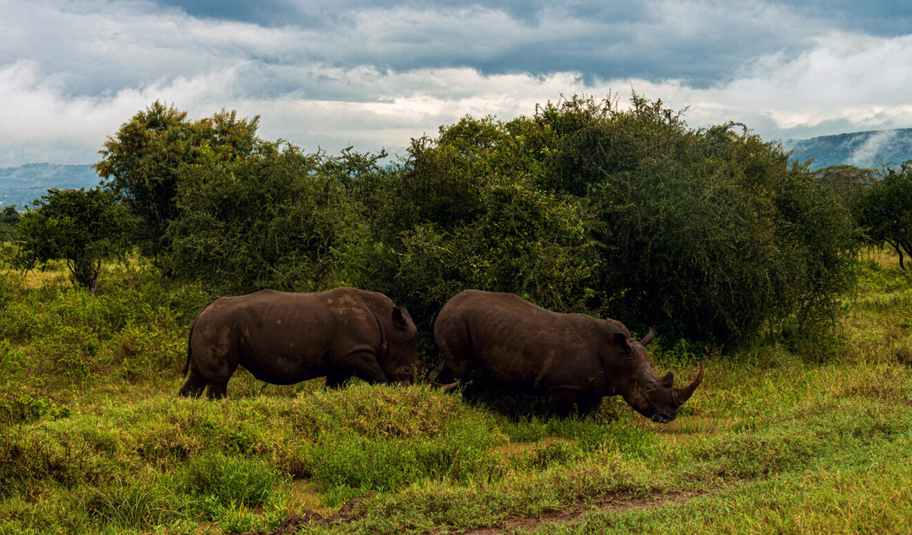 Zwei Breitmaulnashörner grasen vor dichtem Buschland, dahinter Wolken über der Grabenwand, Lake-Nakuru-Nationalpark