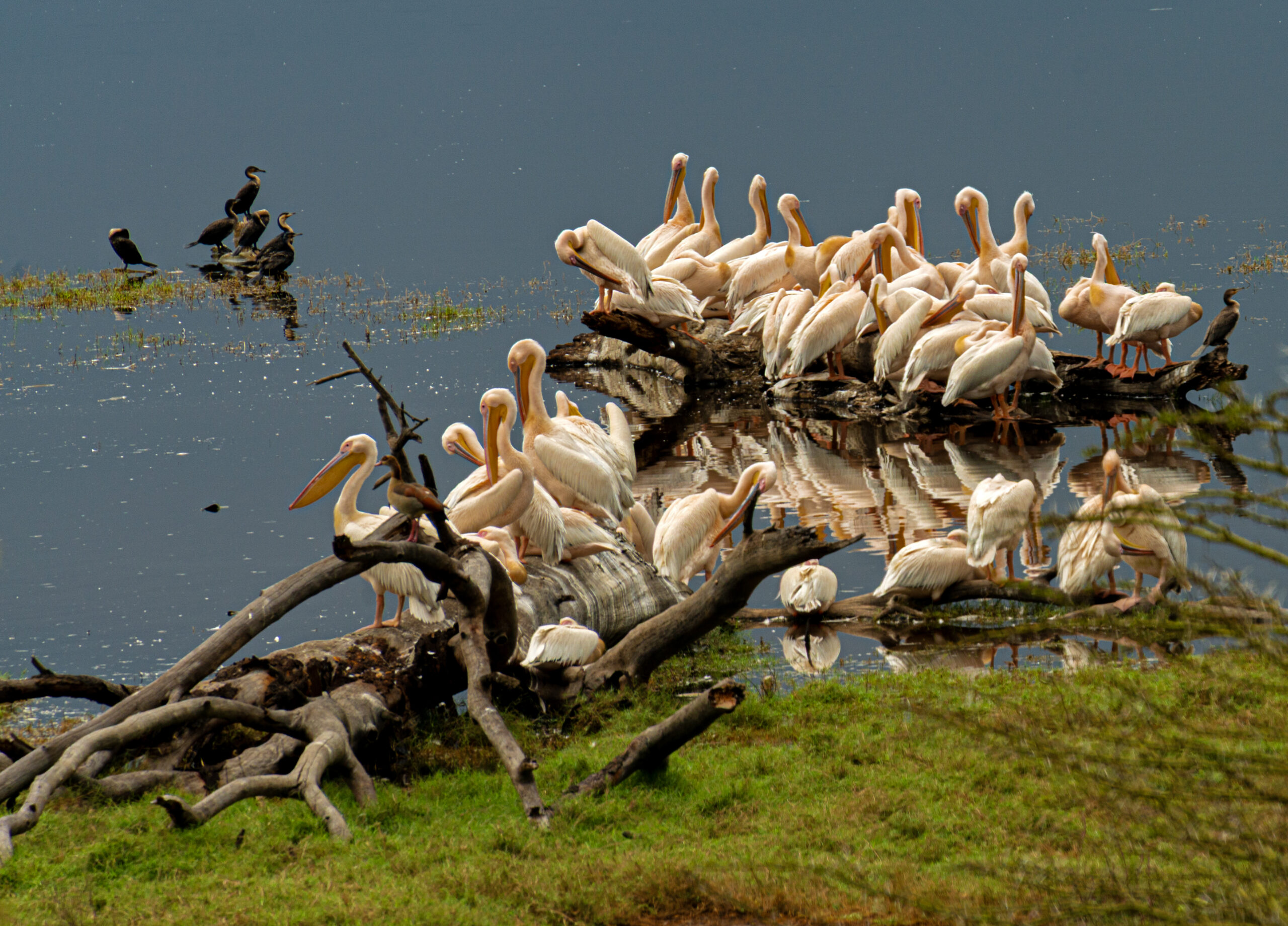 Rosapelikane und Kormorane sitzen auf umgestürzten, abgestorbenen Bäumen im flachen Wasser am Ufer des Lake Nakuru