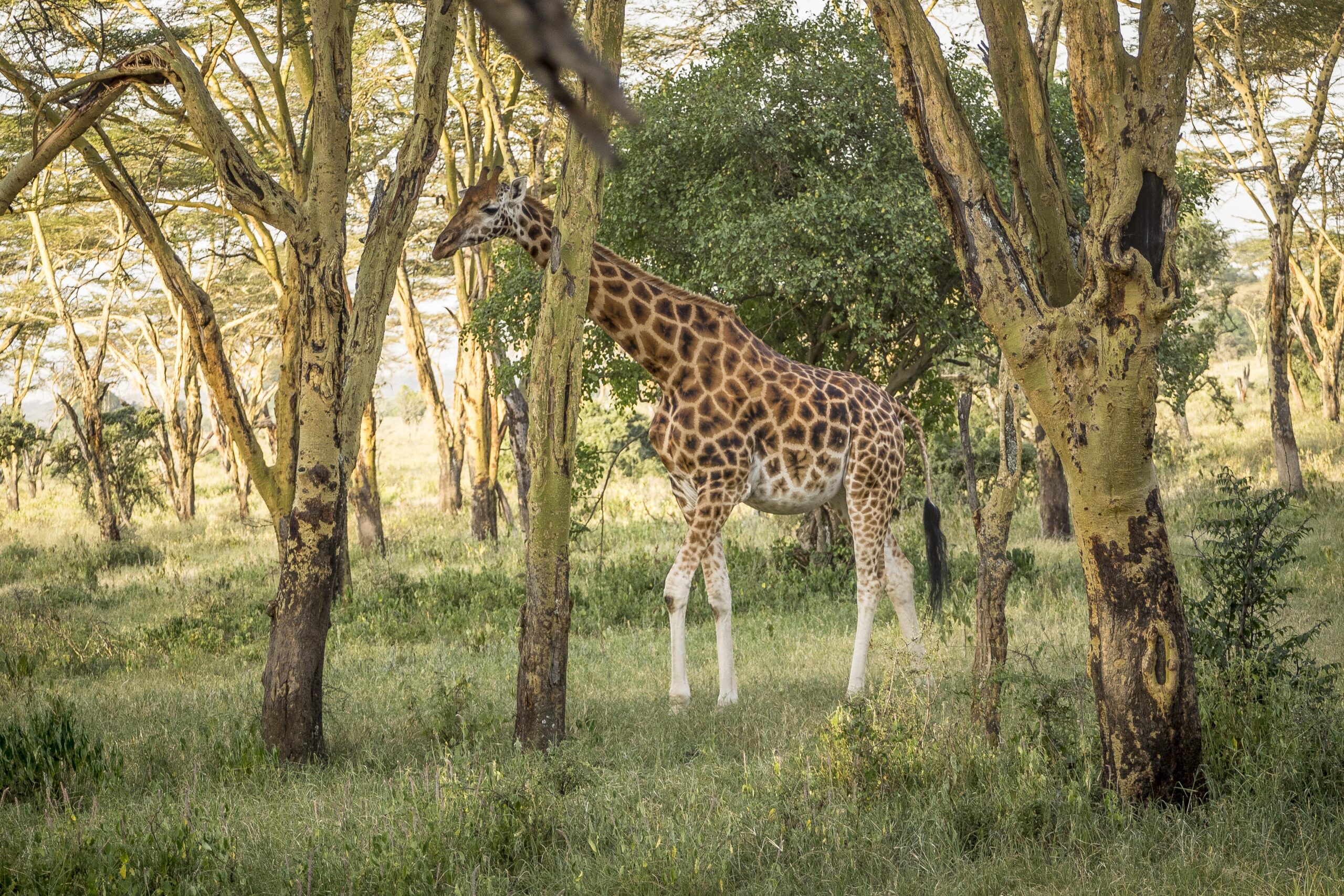 Eine Rothschild-Giraffe geht zwischen gelbstämmigen Akazien durch hohes Gras, Lake-Nakuru-Nationalpark