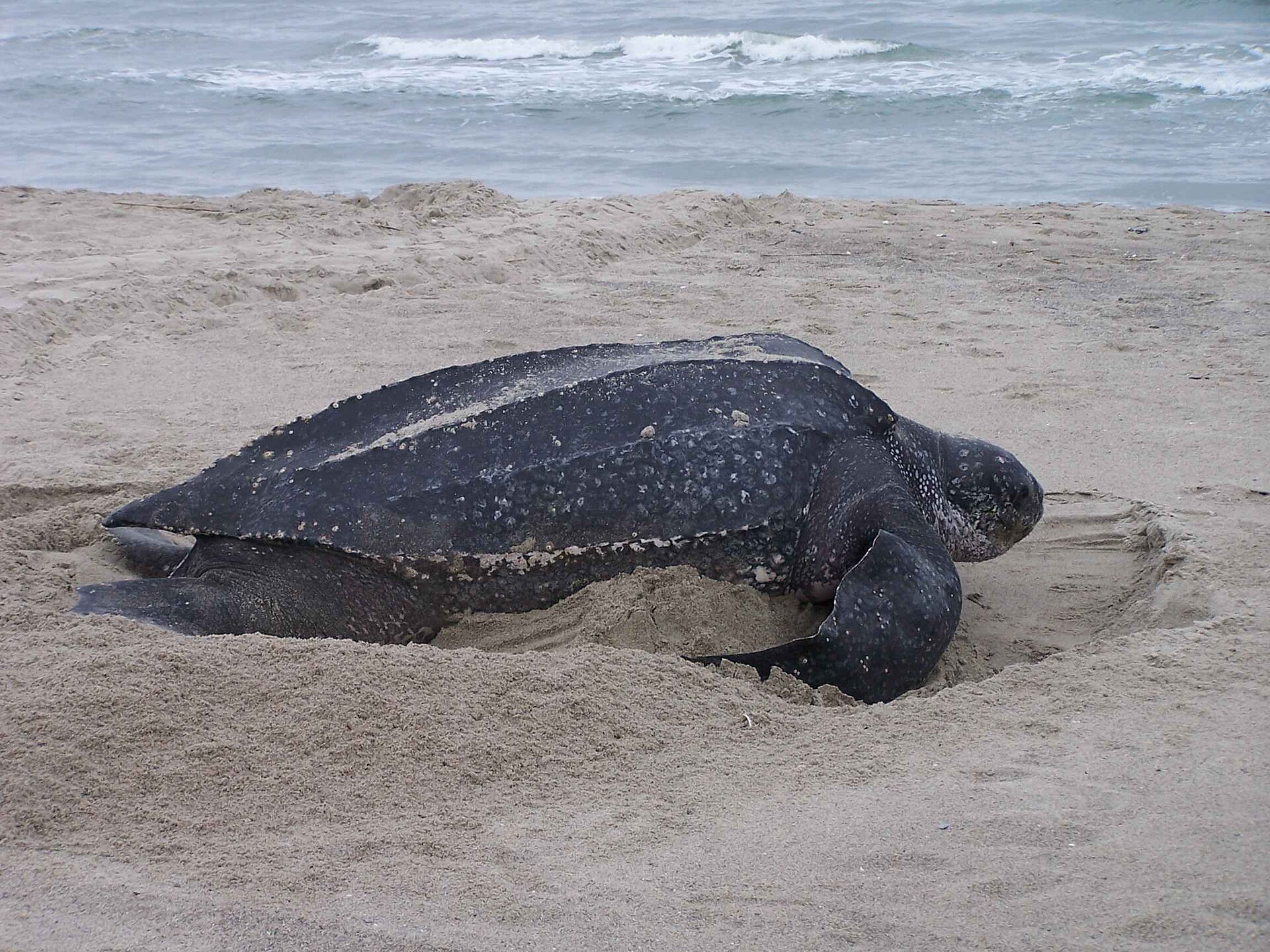 Lederschildkröte bei der Eiablage, nicht in Südafrika aufgenommen